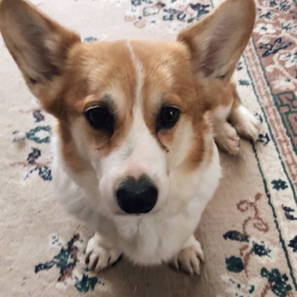 Meet your Posher, Kelsey - Picture 1 of 1